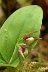 Clustered Lady's-slipper