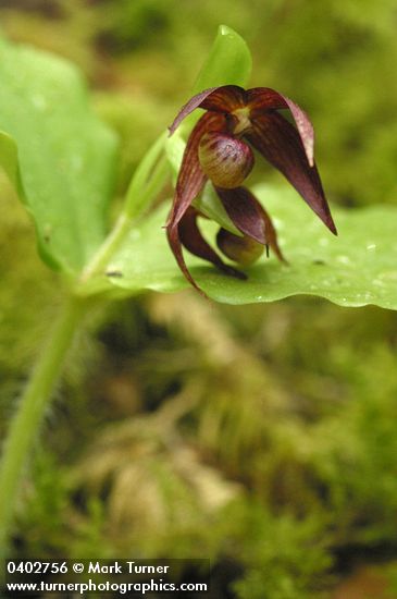 Cypripedium fasciculatum