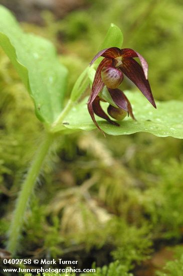 Cypripedium fasciculatum