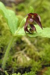 Clustered Lady's-slipper