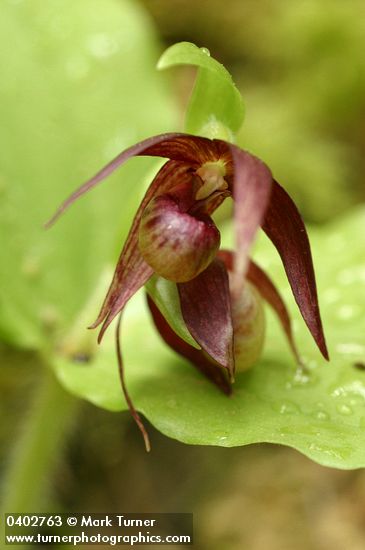 Cypripedium fasciculatum