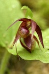 Clustered Lady's-slipper blossoms detail