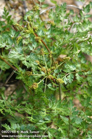 Ligusticum californicum