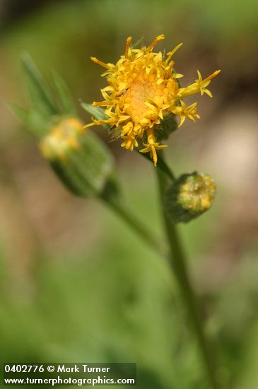 Cacaliopsis nardosmia (Luina nardosima)