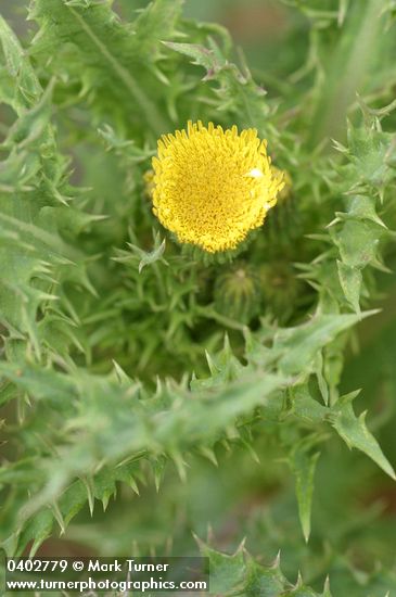 Lactuca canadensis