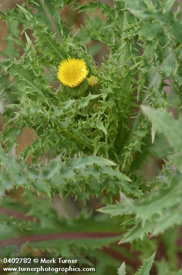 Lactuca canadensis