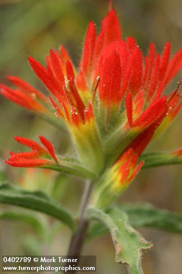 Castilleja applegatei