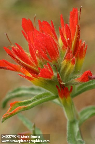 Castilleja applegatei