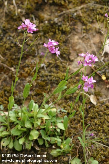 Arabis aculeolata