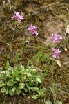 Waldo Rockcress