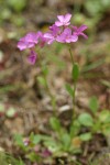 Waldo Rockcress