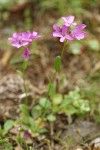 Waldo Rockcress