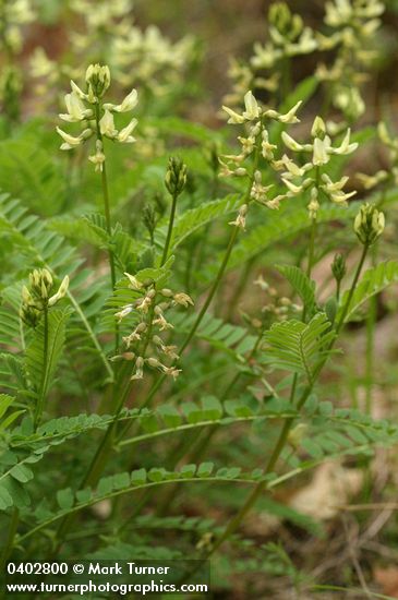 Astragalus umbraticus