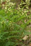 Bald Mountain Milkvetch