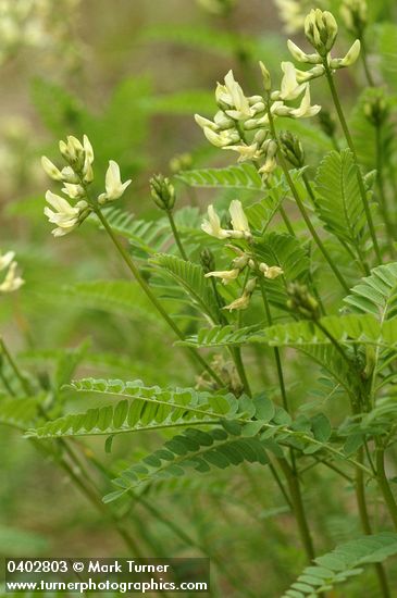 Astragalus umbraticus