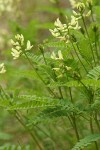 Bald Mountain Milkvetch