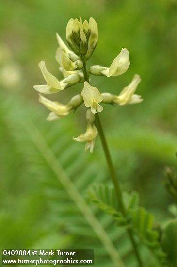 Astragalus umbraticus