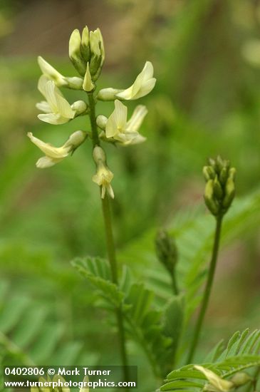 Astragalus umbraticus