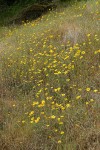 Common Madia