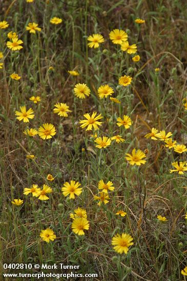 Madia elegans