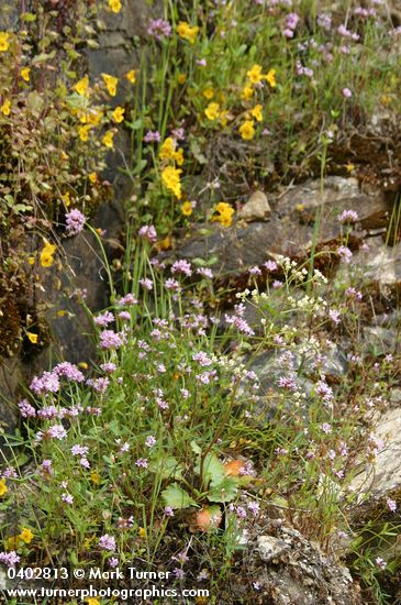 Plectritis congesta; Mimulus guttatus; Saxifraga marshallii