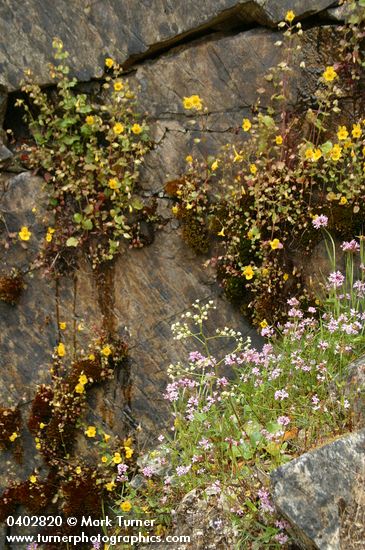 Plectritis congesta; Mimulus guttatus; Saxifraga marshallii