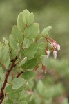 Whiteleaf Manzanita blossoms & foliage detail