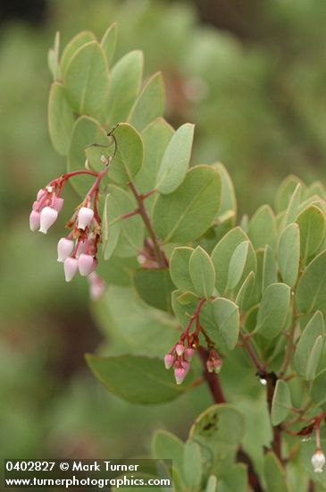 Arctostaphylos viscida