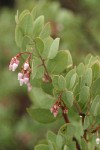 Whiteleaf Manzanita blossoms & foliage detail