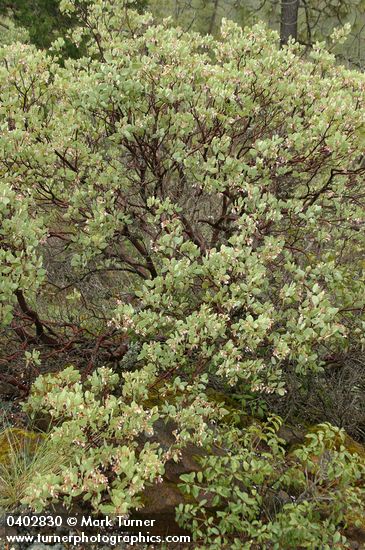 Arctostaphylos viscida