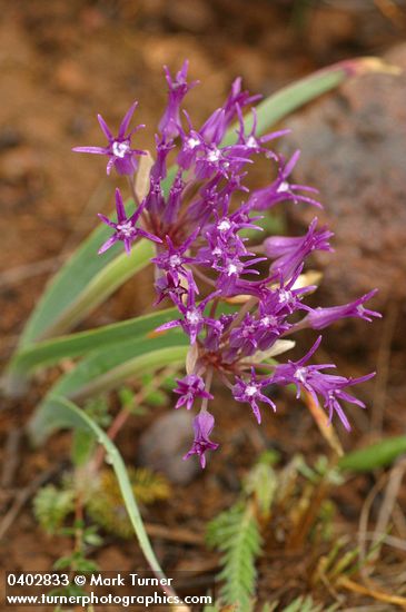 Allium falcifolium