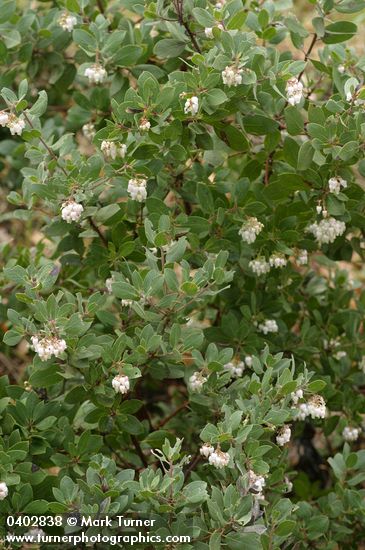 Arctostaphylos canescens