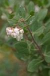 Hoary Manzanita blossoms & foliage detail