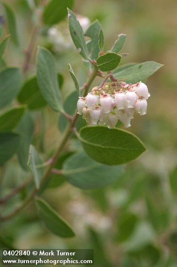 Arctostaphylos canescens