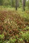 California Pitcher Plant fen