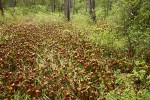 California Pitcher Plant fen