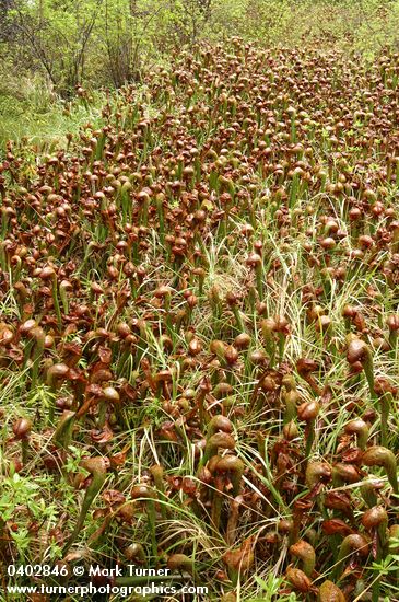 Darlingtonia californica