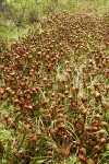 California Pitcher Plant fen