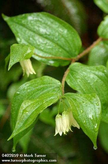 Disporum smithii