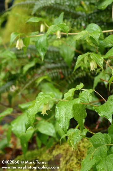 Disporum smithii