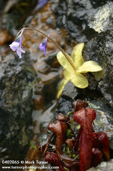 Pinguicula vulgaris; Darlingtonia californica