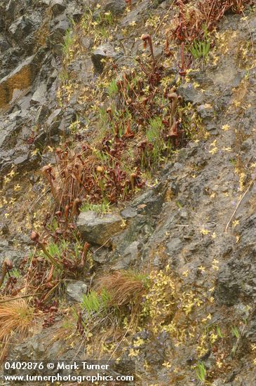 Pinguicula vulgaris; Darlingtonia californica