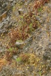 Common Butterwort & California Pitcher Plant on moist serpentine cliff