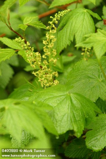 Ribes bracteosum