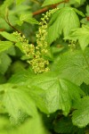 Stink Currant blossoms & foliage