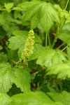 Stink Currant blossoms & foliage