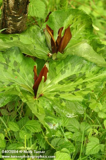 Trillium kurabayashii