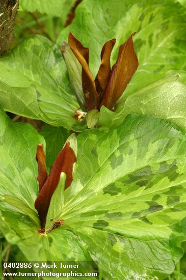 Trillium kurabayashii