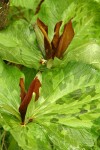 Giant Purple Wakerobin blossoms & foliage detail