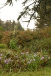 Douglas's Iris under Sitka Spruce w/ beach bkgnd